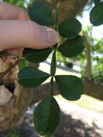              Compound leaf (Winter Haven, FL)       