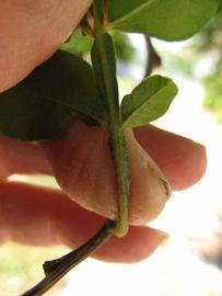              Petiole (Winter Haven, FL)       