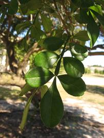            Shade leaves (Winter Haven, FL)   
