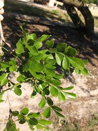            Sun leaves (Winter Haven, FL)   