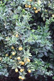            Habit (Limoneira 8-A, Riverside, CA)   