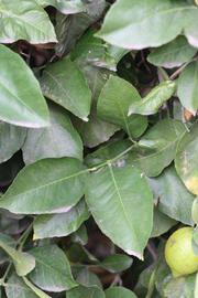            Sun leaves (Limoneira 8-A, Winter Haven, FL)   