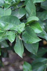            Sun leaves (Limoneira 8-A, Winter Haven, FL)   