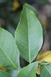              Unifoliolate leaf (Limoneira 8-A, Winter Haven, FL)       