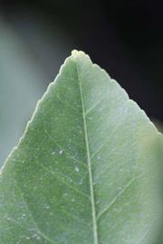              Margin (Limoneira 8-A, Riverside, CA)       