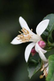              Flower (Limoneira 8-A, Riverside, CA)       