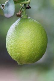            Fruit (Limoneira 8-A, Riverside, CA)   