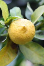            Fruit (Limoneira 8-A, Riverside, CA)   