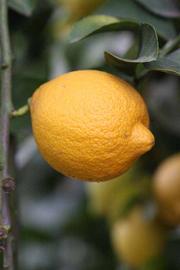            Fruit (Limoneira 8-A, Riverside, CA)   