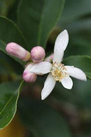              Flower (Limoneira 8-A, Riverside, CA)       