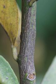              Second - third year twig (Limoneira, Riverside, CA)       