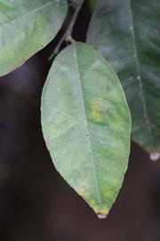              Unifoliolate leaf (Limoneira, Winter Haven, FL)       