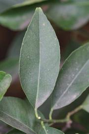              Unifoliolate leaf (Limoneira, Winter Haven, FL)       