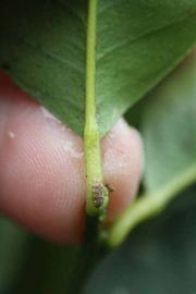              Petiole (Limoneira, Riverside, CA)       