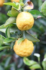            Fruit (Limoneira, Riverside, CA)   