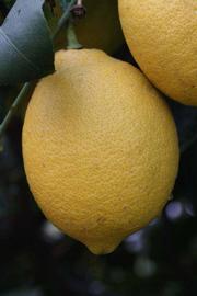              Fruit (Riverside, CA)       