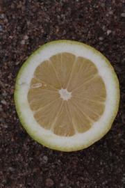              Fruit cross-section (Riverside, CA)       