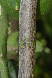              Second - third year twig (Riverside, CA)       