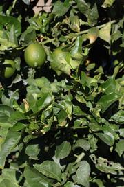              Sun leaves (Riverside, CA)       