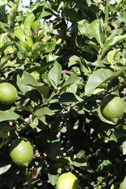              Sun leaves (Riverside, CA)       