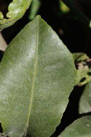              Margin (Riverside, CA)       