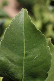              Margin (Riverside, CA)       