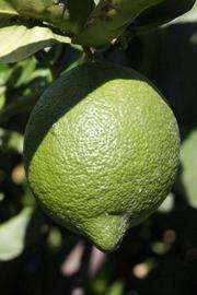            Immature fruit (Riverside, CA)   