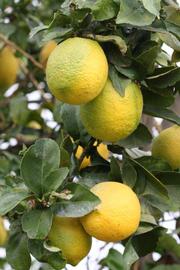              Fruit (Riverside, CA)       