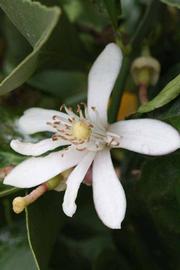              Flower (Riverside, CA)       