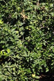            Habit (Riverside, CA)   