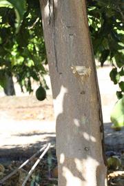            Bark (Riverside, CA)   