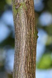              Second - third year twig (Riverside, CA)       