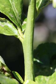            First year twig (Riverside, CA)   