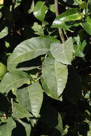              Sun leaves (Riverside, CA)       