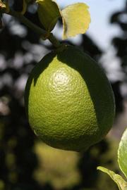            Immature fruit (Riverside, CA)   