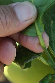              Petiole (Riverside, CA)       