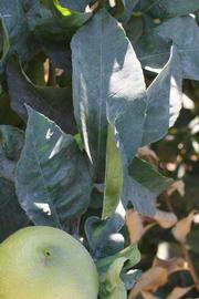              Shade leaves (Riverside, CA)       