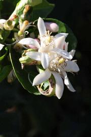              Flower (Riverside, CA)       