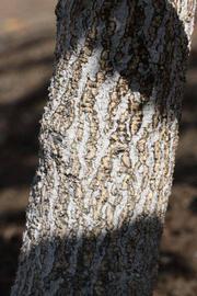              Bark (Riverside, CA)       