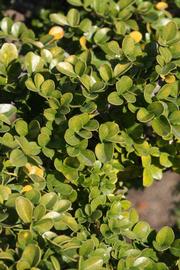            Sun leaves (Riverside, CA)   