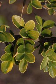            Pinnately compound leaf of  Feronia limonia       (Riverside, CA)   
