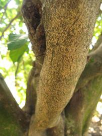              Bark (Winter Haven, FL)       