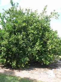              Habit (Winter Haven, FL)       