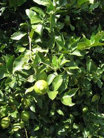              Sun leaves (Winter Haven, FL)       