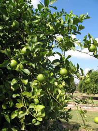             Sun leaves (Winter Haven, FL)       