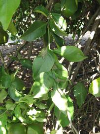              Shade leaves (Winter Haven, FL)       