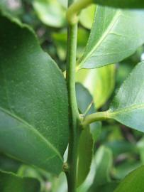            First year twig (Winter Haven, FL)   