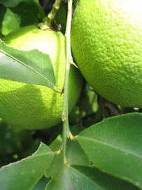            First year twig (Winter Haven, FL)   