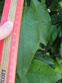              Unifoliolate leaf (Winter Haven, FL)       