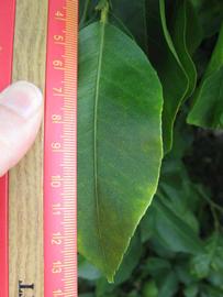              Unifoliolate leaf (Winter Haven, FL)       